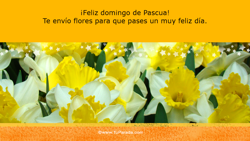 FLORES PASCUA flores pascua: