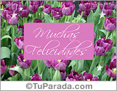 Felicidades con tulipanes lilas