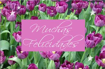 Felicidades con tulipanes lilas