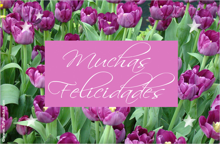 Feliz cumpleaños,  Shiva !! 23972-3-felicidades-con-tulipanes-lilas
