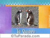 Pingüinos románticos