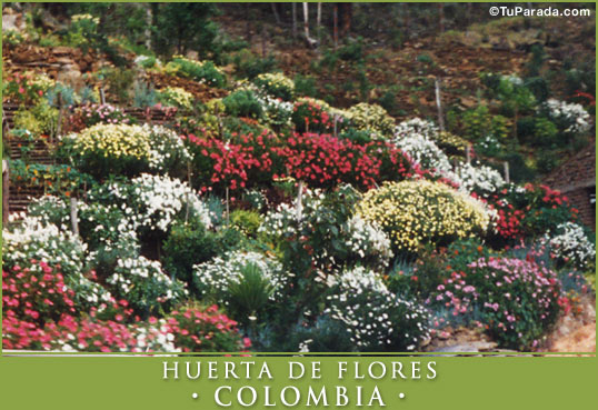 Tarjeta - Huerta de flores - Colombia