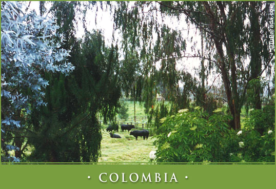 Tarjeta - Colombia