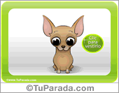 Chihuahua varón