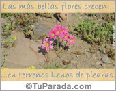 Las más bellas flores...
