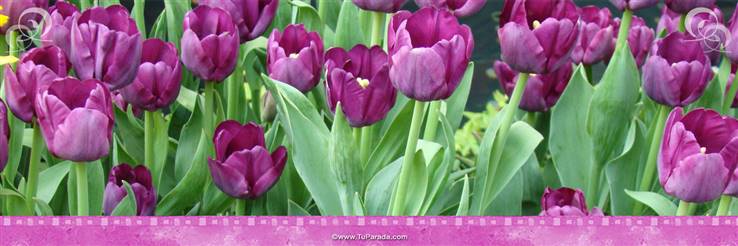Foto de tulipanes