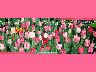 Foto de tulipanes rosas