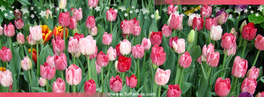 Foto de tulipanes rosas para la portada de Facebook, fondos, fotos,  imágenes para compartir - Tu Parada