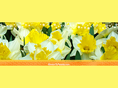 Foto de flores amarillas
