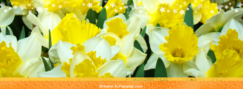 Foto de flores amarillas para la portada de Facebook, fondos, fotos,  imágenes para compartir - Tu Parada