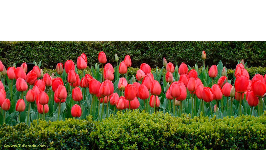 Crear tarjeta de Flores