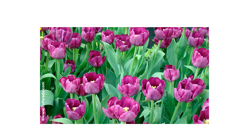 Crear tarjeta de Flores