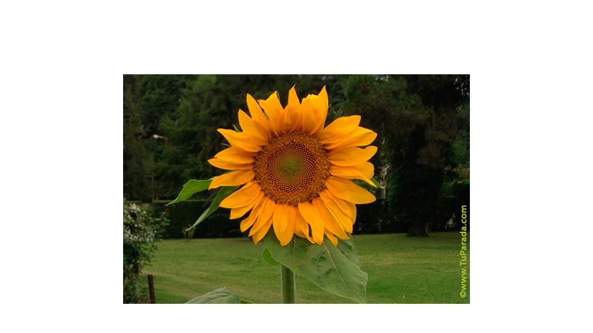 Tarjeta con girasol, tarjetas de Flores