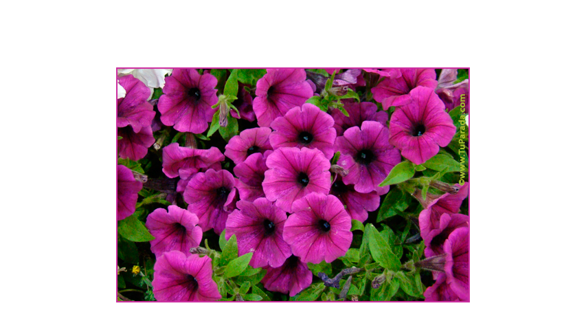 Crear tarjeta de Flores