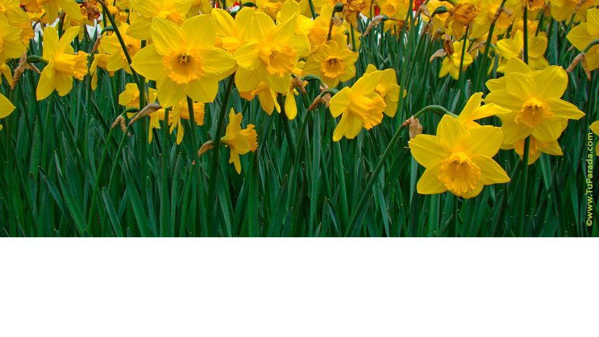 Crear tarjeta de Flores