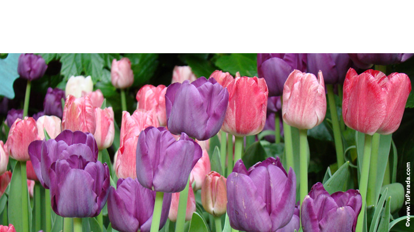 Crear tarjeta de Flores