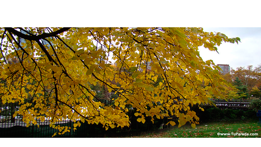 Crear tarjeta de Paisajes