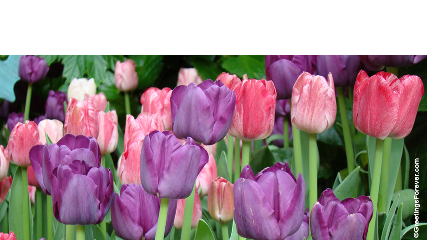 Create Flowers ecard