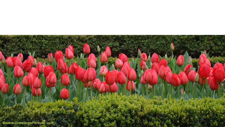 Create Flowers ecard