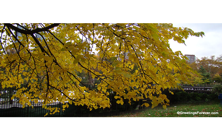 Create Landscapes ecard