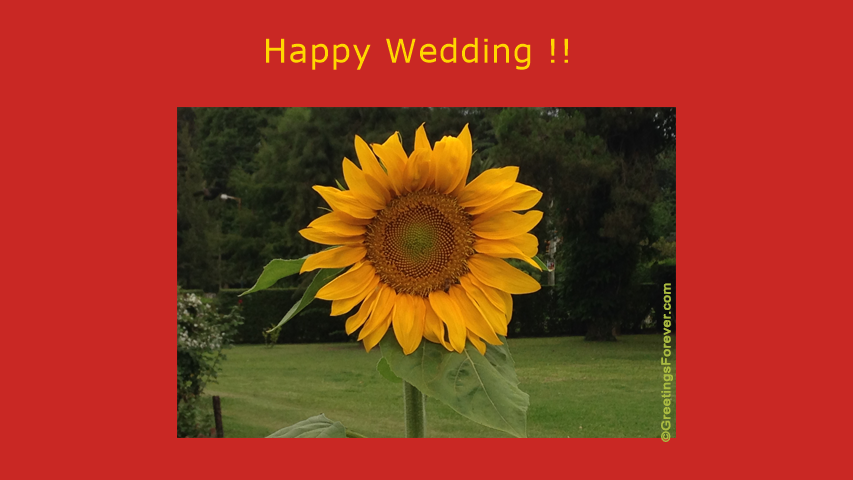 Ecard - Happy Wedding