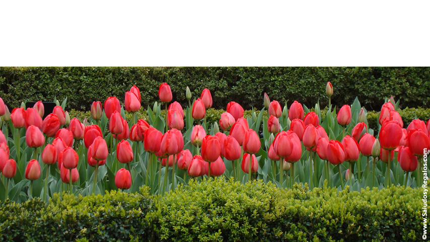 Crear postales de Cumpleaños