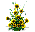 Arreglo de 12 Girasoles