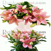 Lilium