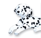 Perro Dálmata mediano