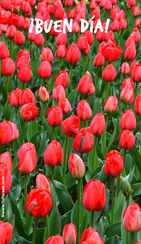  Buen día con tulipanes, tarjetas de Fondos de pantalla para móviles