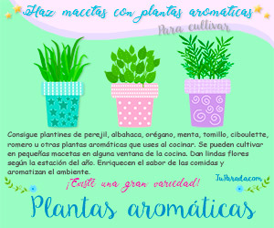 Macetas de plantas aromáticas