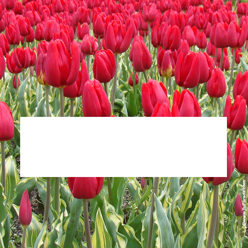 Crear tarjeta de Diseños para descargar