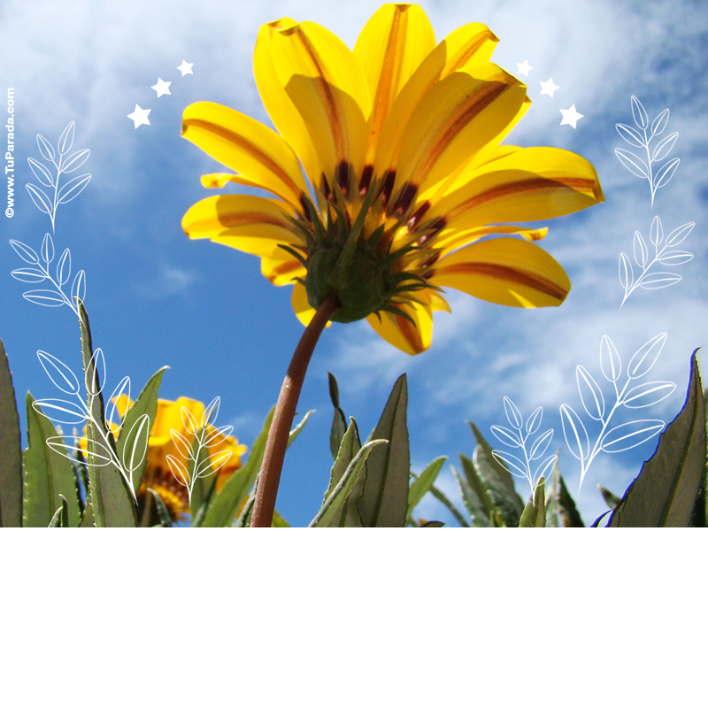 Crear tarjeta de Diseños para descargar