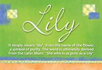 Lily Name Meaning Lily Name Origin Name Lily Meaning Of The