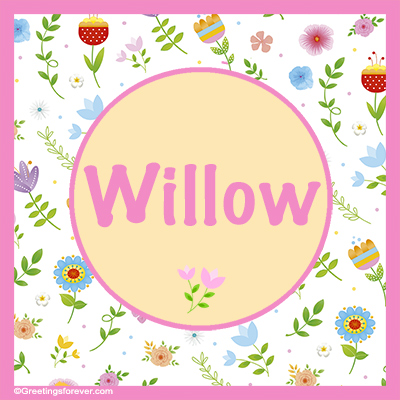 Image Name Willow