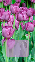 Instagram Story: Tulipanes lilas