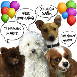 Divertido Perro otro año otra tarjeta de cumpleaños de arrugas 1STP/&P Tarjeta de felicitación