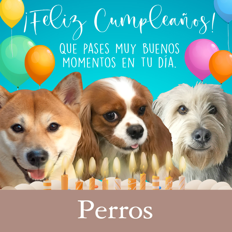 Tarjetas, postales: Perros